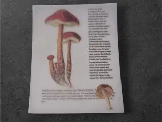 Papirark med detaljeret svampeillustration Forvand