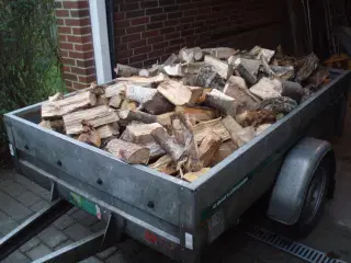 Brænde lev Blåvand Jegum Esbjerg