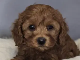 Amerikansk Cockapoo F1B Pige