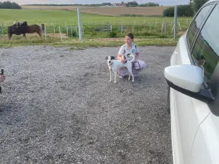 Dansk svensk Gårdhund 