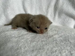 British shorthair hun killing sælges