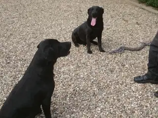 Labrador hvalpe 