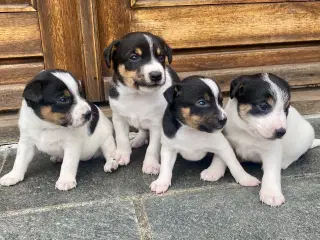 Dansk-svensk gårdhund trefarvet