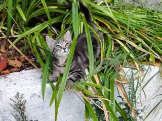 Maine coon blandings killinger