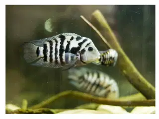 Søger denne fisk