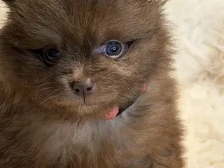 Meget smukke Pomerania hvalpe