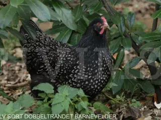 Barnevelder KYLLINGER i løbet af året