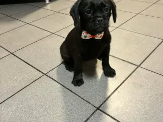 Dansk-svensk gårdhund blanding