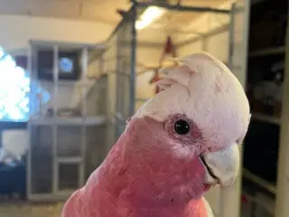 Tam papegøjer til salg – søger kærligt hjem