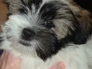 Lhasa Apso - Vidunderlige Bella 🐾💕