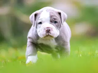 Old english bulldog hvalpe 