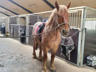 Vallak, 3 år