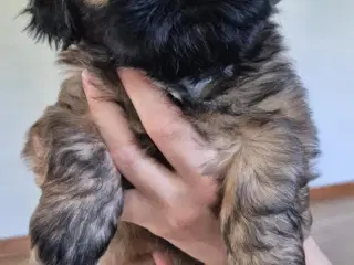 Shih Tzu hvalpe