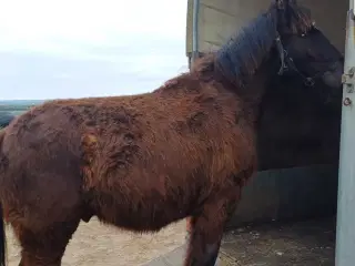 1 årig Jyskhest hingst sælges