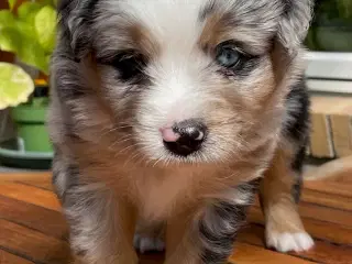 4 stk. Miniature American Shepherd,  30. august