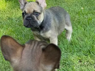 Fransk bulldog 