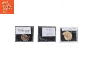Fossile prøver med displaykasser (str. Eske 4,1 x 3,5 x 2,1 cm)