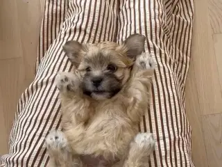 Hundehvalpe