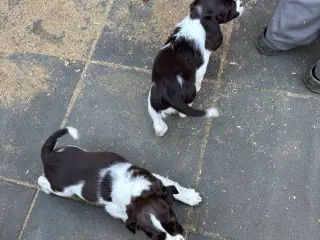 Engelsk Springer Spaniels 