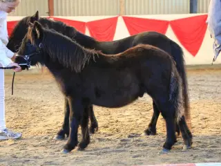 Kvalitet hingsteføl 