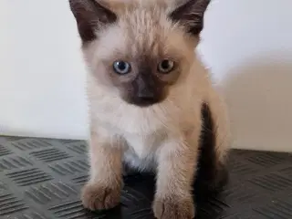 Parring tilbydes siameser ragdoll mix