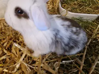 Minilop unge dreng