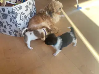 Shih Tzu/Chihuahua blandings hvalpe