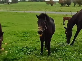 Sød 3 pony