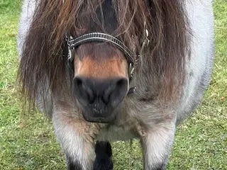 Sød Mini hoppe 