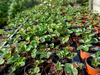 jordbær planter