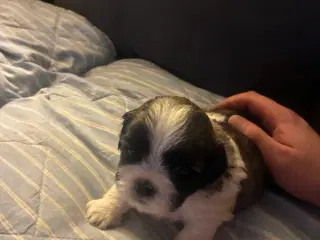 Skønne Shih Tzu hvalpe