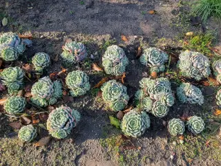 Echeveria (husløg)
