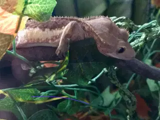 Flot Gekko