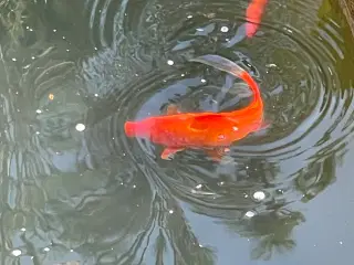 Guldfisk 