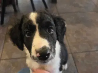 Stor puddelblanding hvalpe