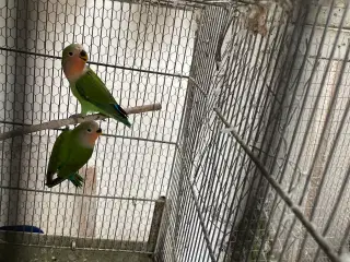 Rosenhovedet dværgpapegøjer.