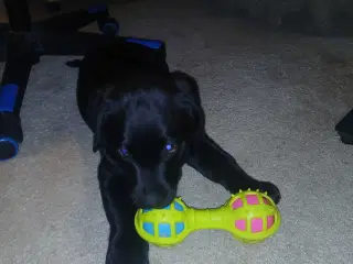 Sort Labrador han hvalp 