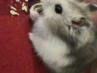 Hamster pasning 