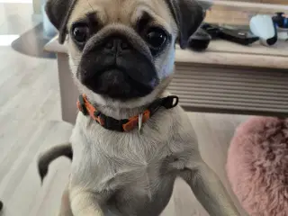 Mops hvalp fra d. 20 December