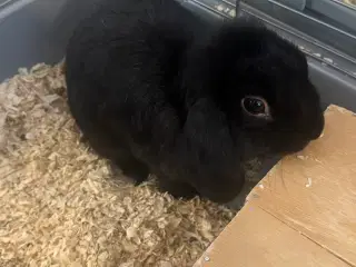Mini lop sort 9 mdr 