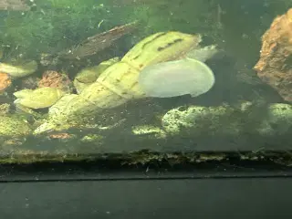 🐌 Malaysisk tårnsnegl – 2-5 cm | Afhentning/GLS