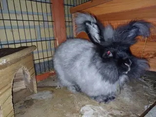 Angora kaniner