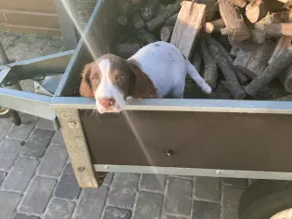 Ft springer spaniel 