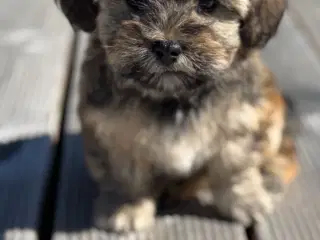 Bichon havanais hvalpe 