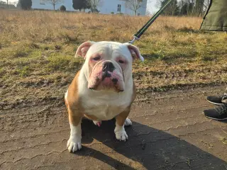 Old english bulldog 