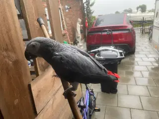 DEJLIG gøje 🥰 søger nyt hjem 