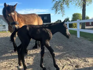 Spotilas/totilas hoppeføl