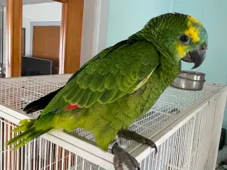 Blåpandet amazone papegøje