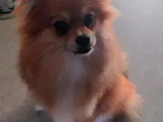 Mini Pomeranian 