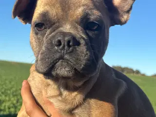 Kun 2 drenge søger nye hjem